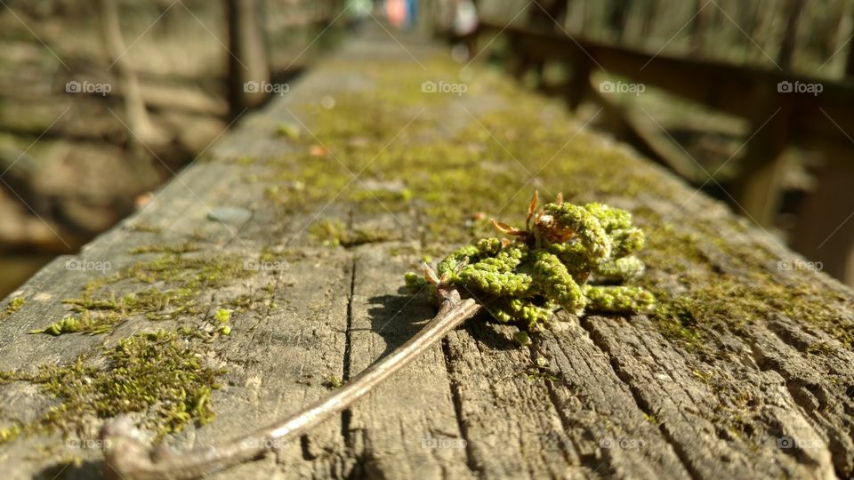 Nature, Wood, Leaf, Moss, Flora