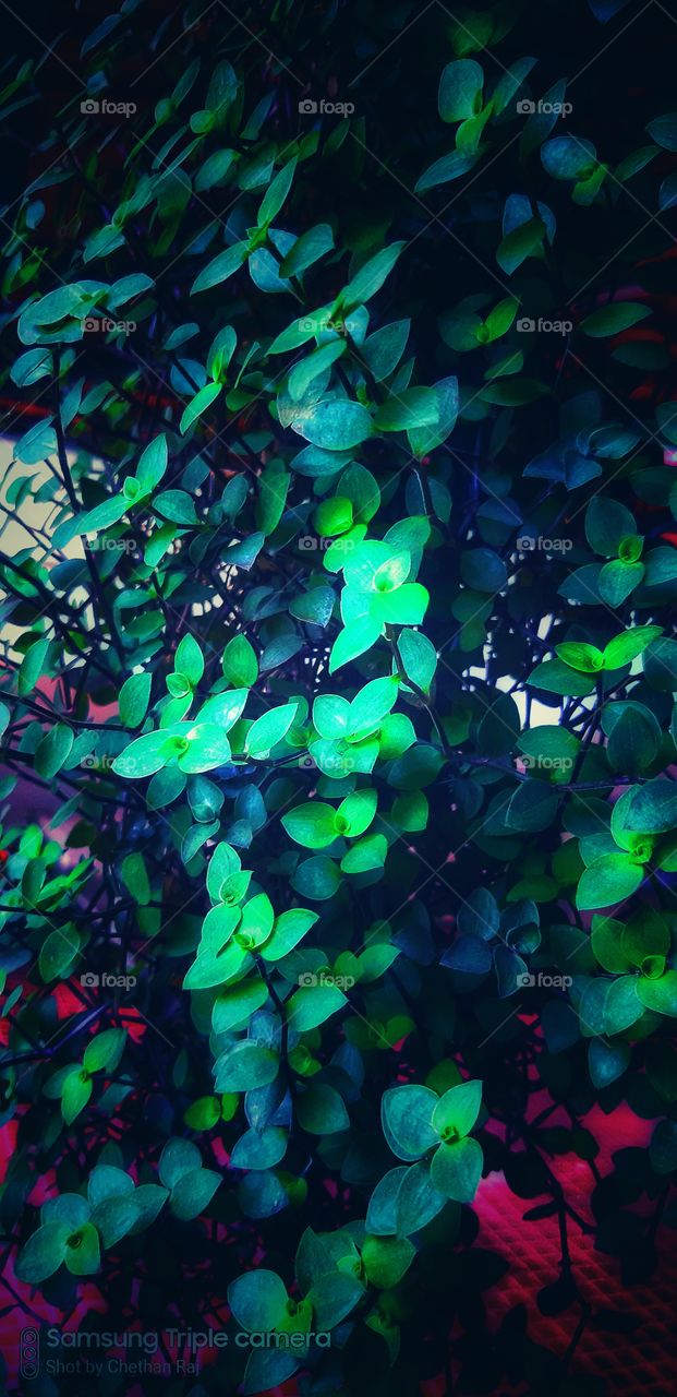 green colour stories