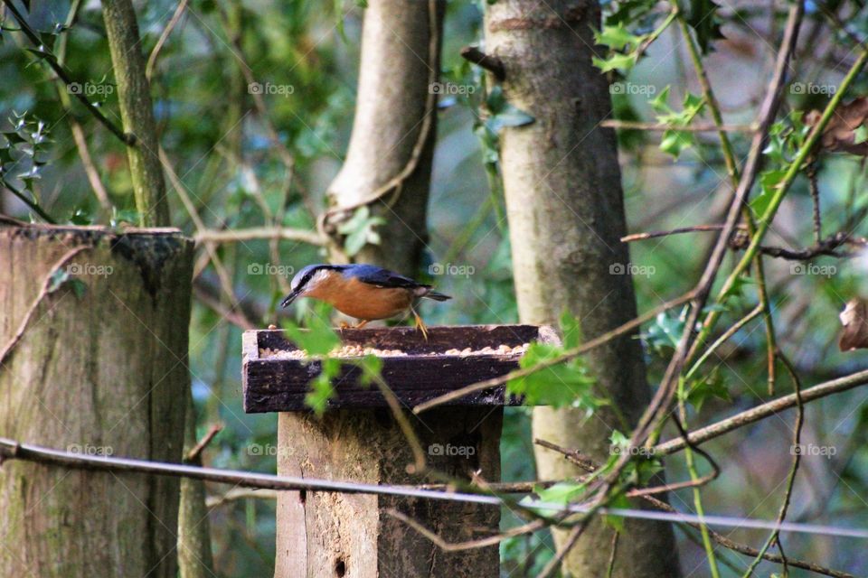 nuthatch