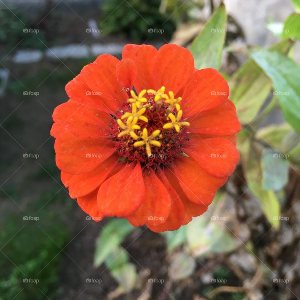 Small reddish Zinnia