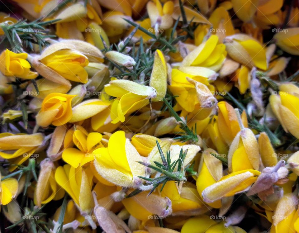 Gorse flowers