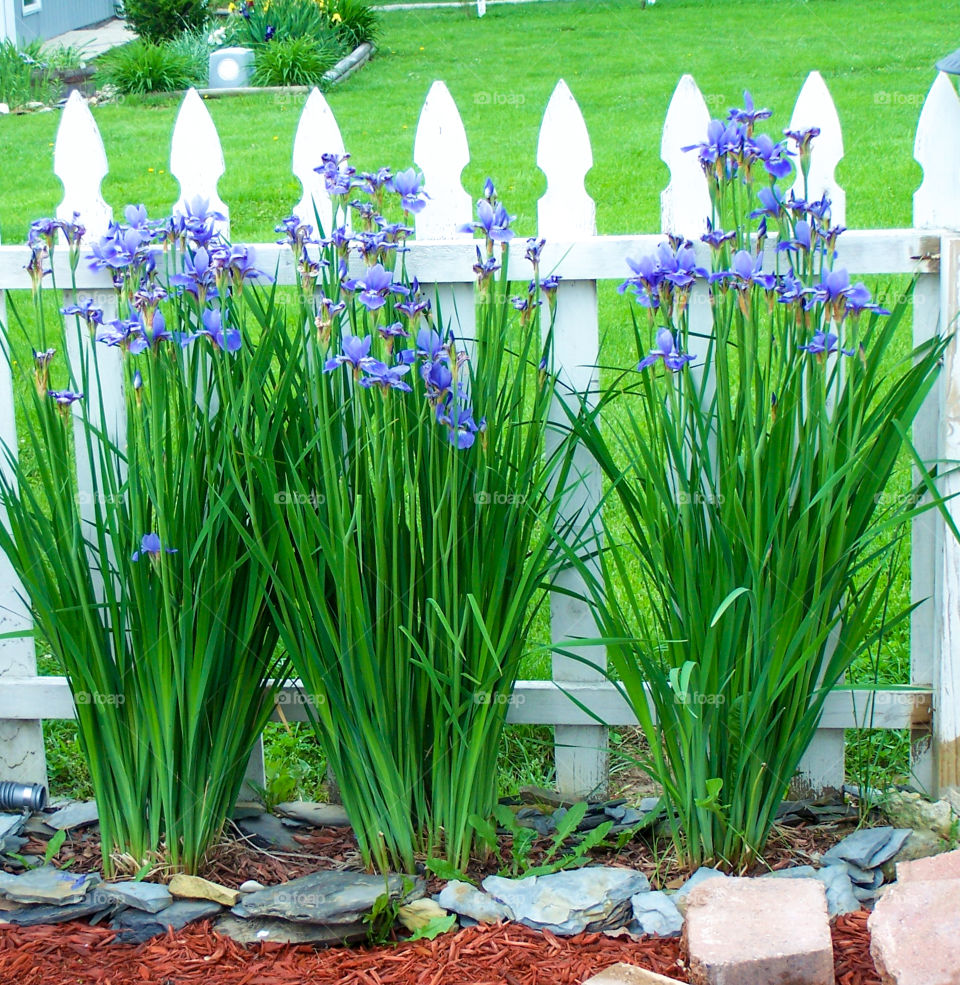 row of blue irises in front of white picket fence