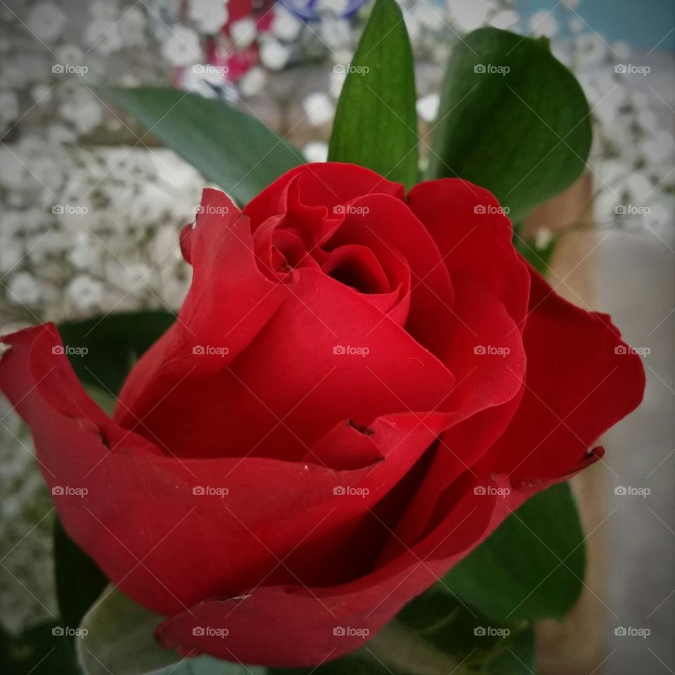 Red Rose