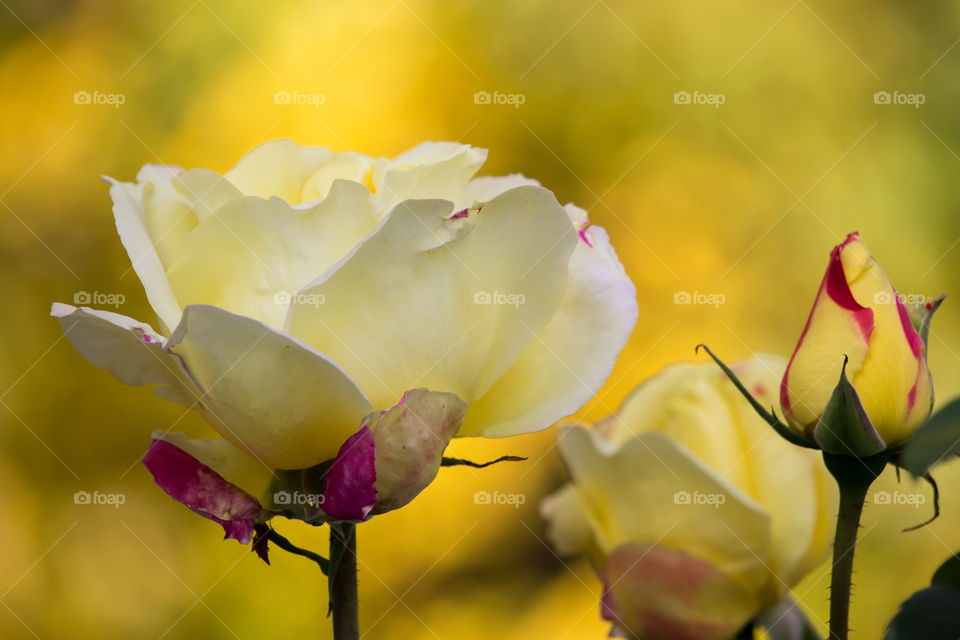 Yellow roses with yellow autumn foliage in the background - gula rosor på hösten , gula höstträd i bakgrunden 