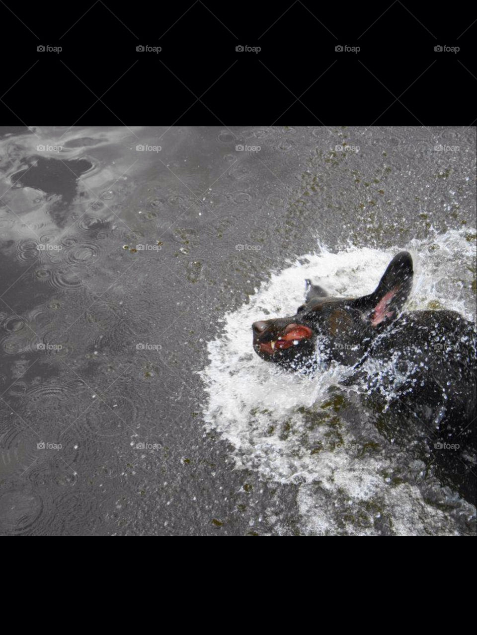 dogs water action chocolate lab by OstensiblyCilla