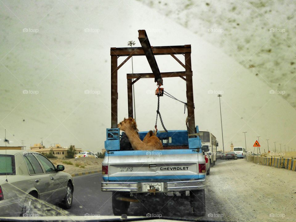 Only in kuwait..... at least he looks comfortable 