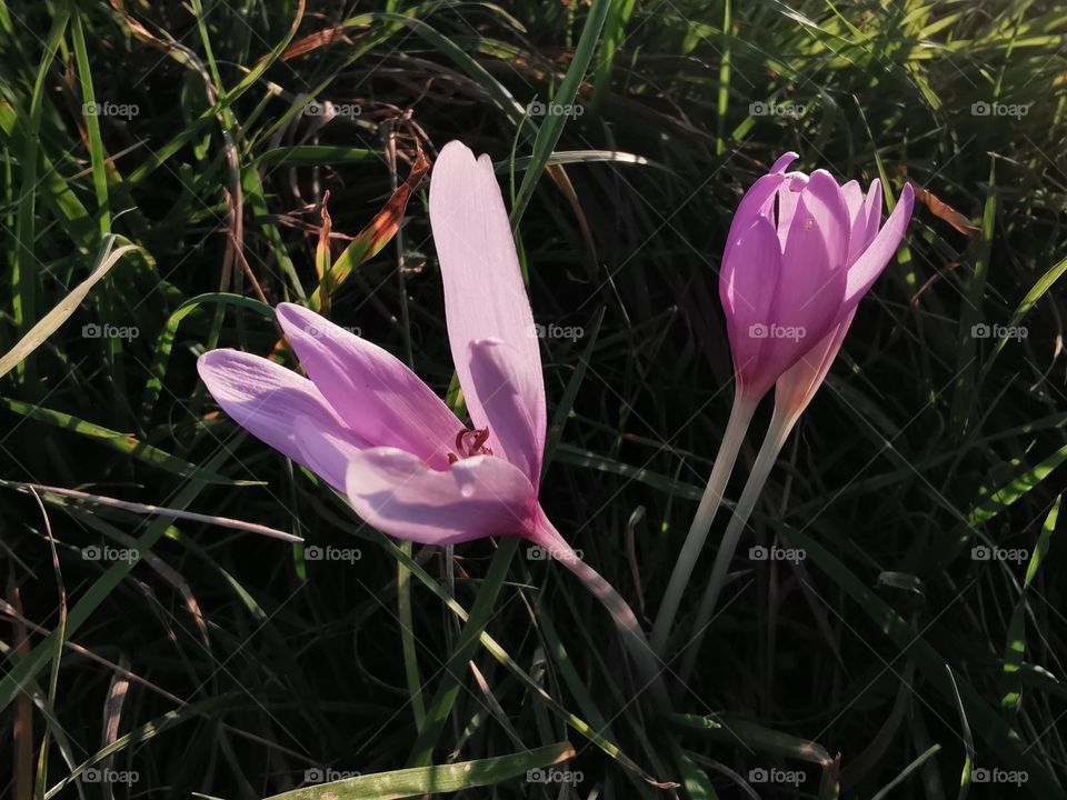 Autumn crocus