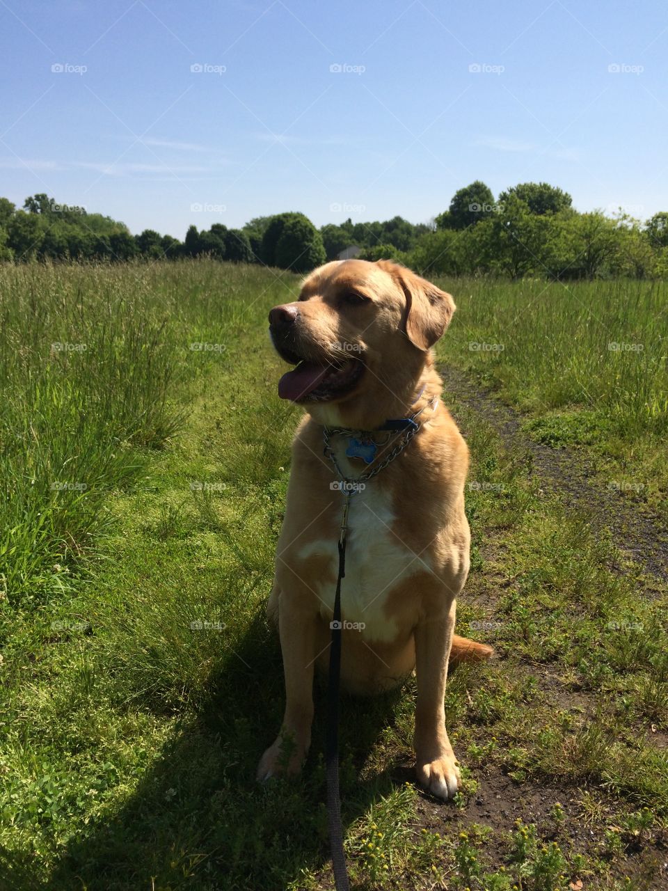 Harvey going for a walk at the park