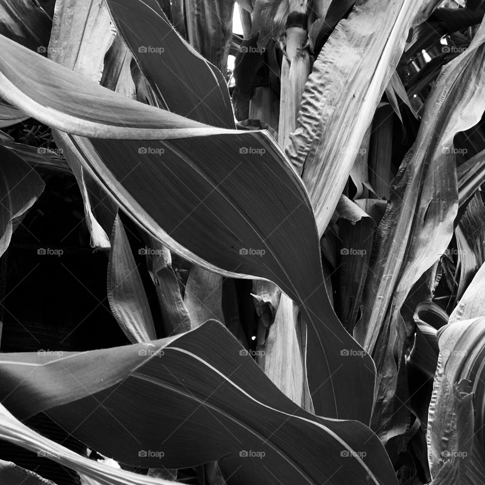 Broad vegetable leaves reach the end of the growing season in the fall. 