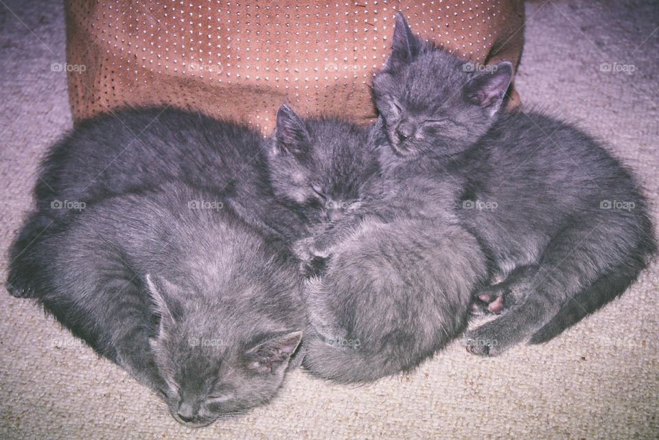 Kittens 