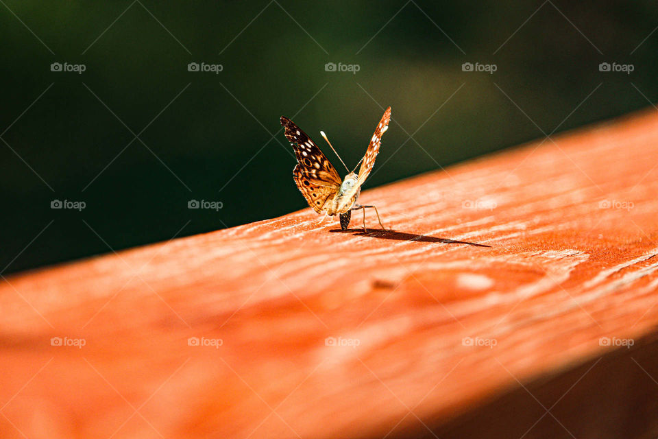 butterfly on rail