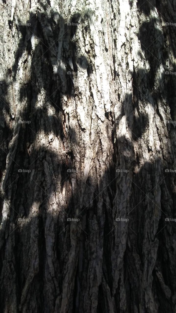 bark with shadow