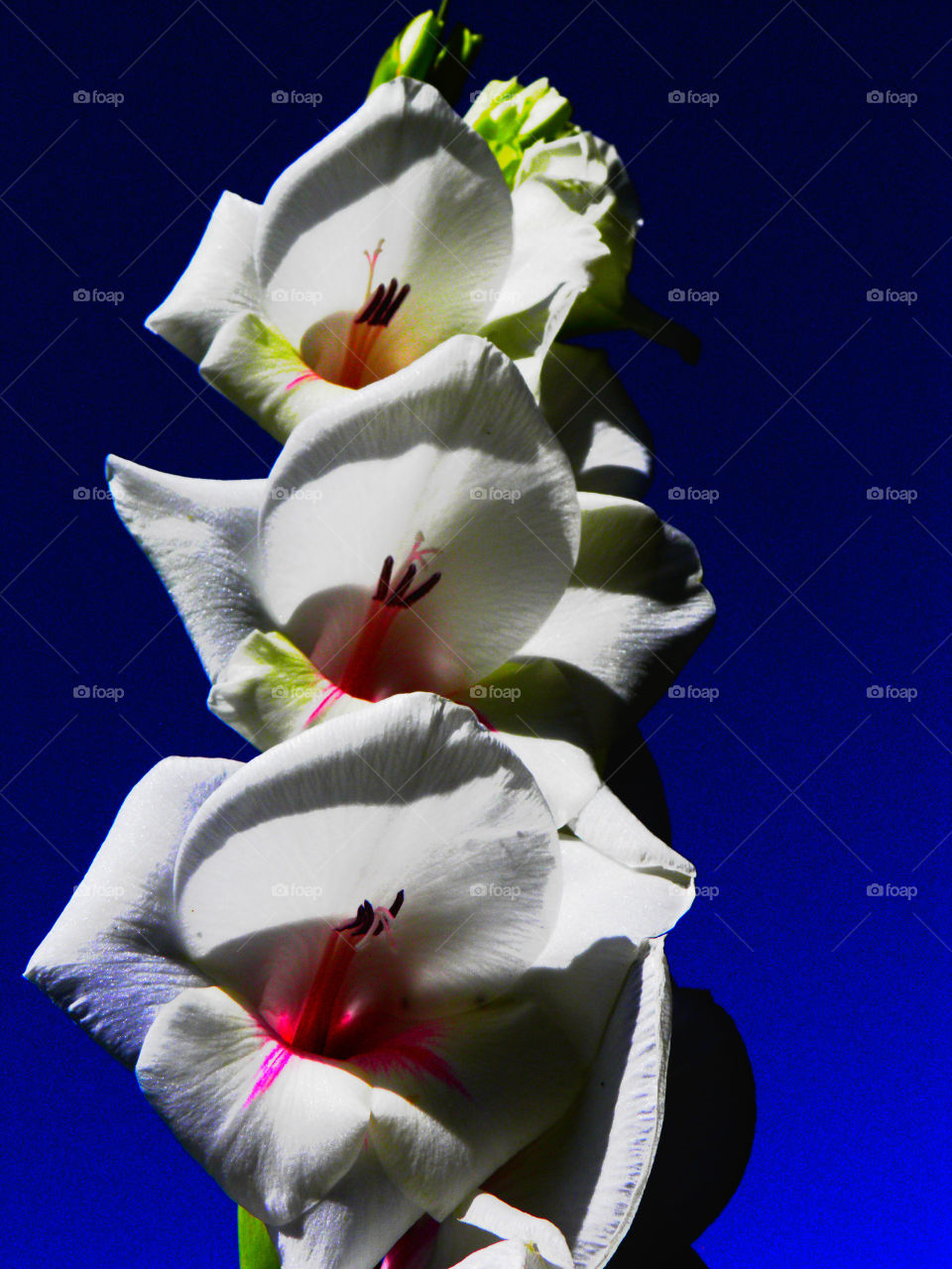 Brightly colored flower with blue sky background.