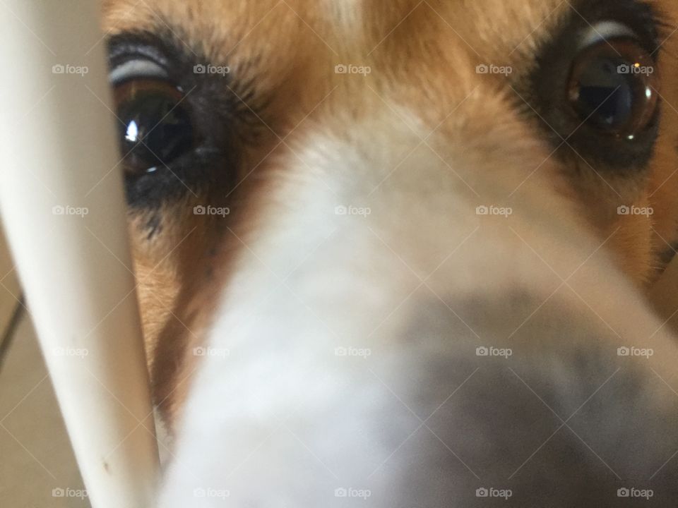 Corgi sniffing the camera