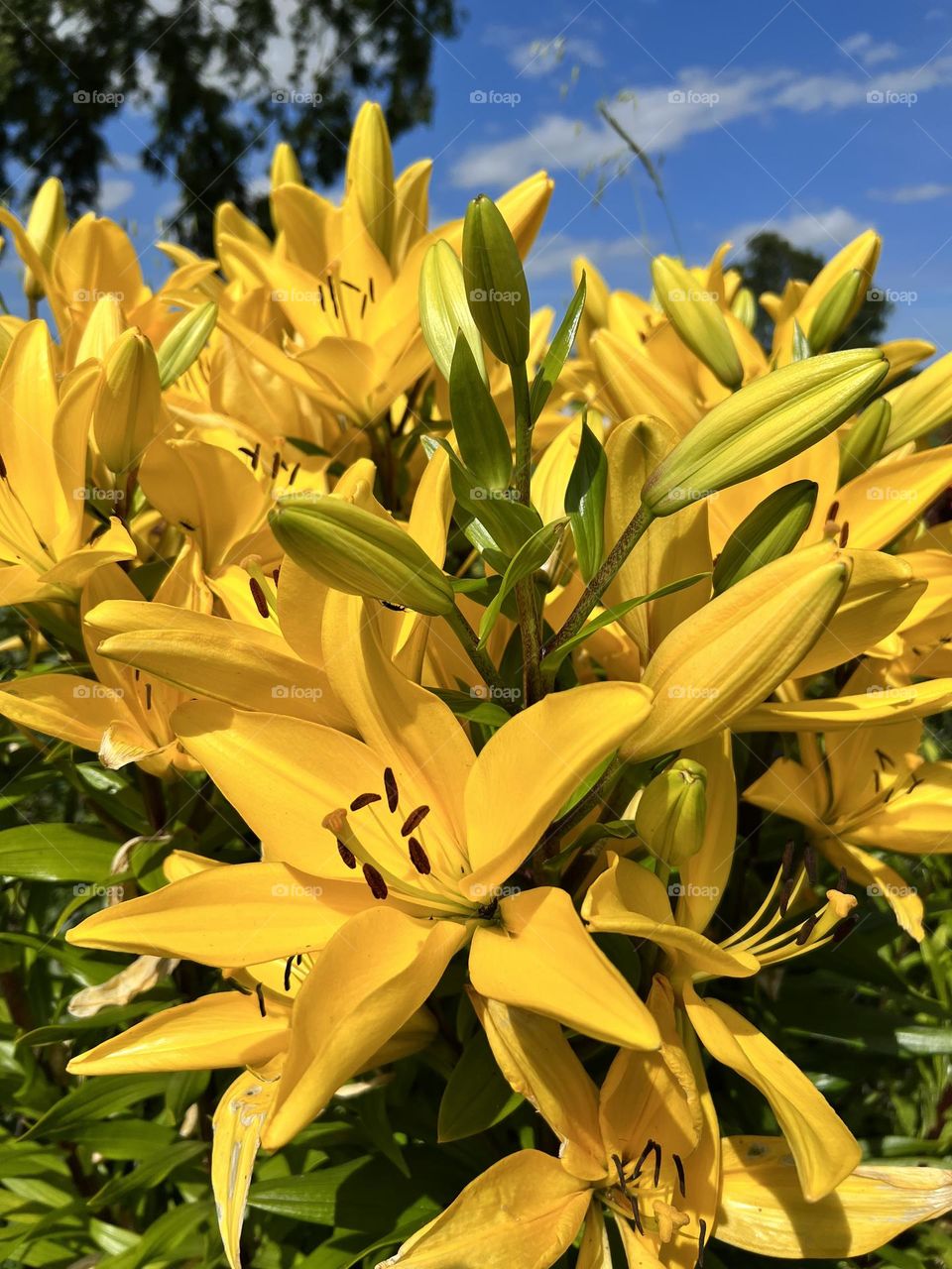 Amarillo como el sol 