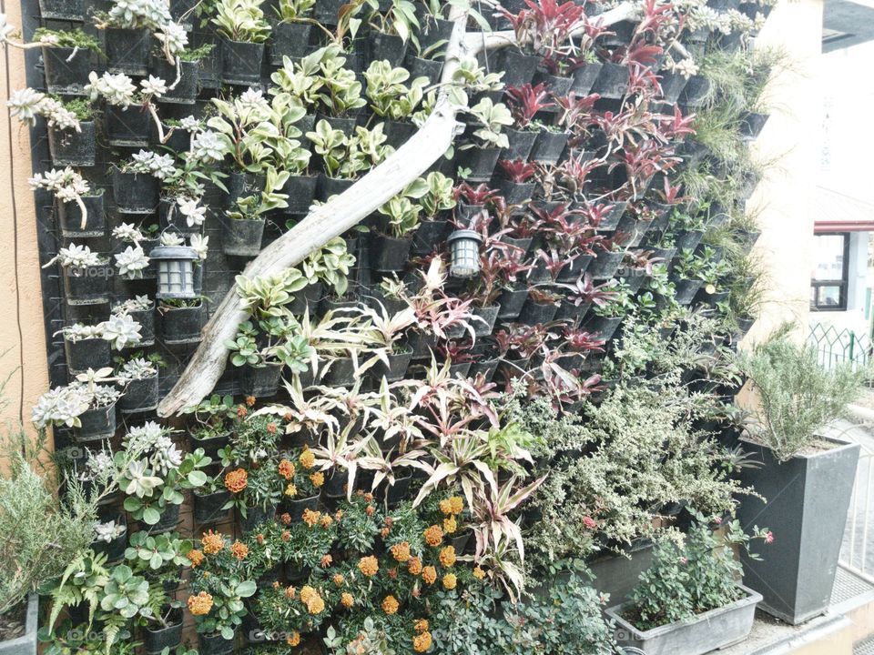 vertical house plants