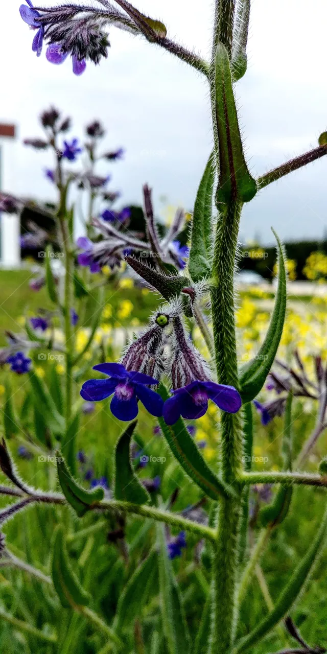 flower