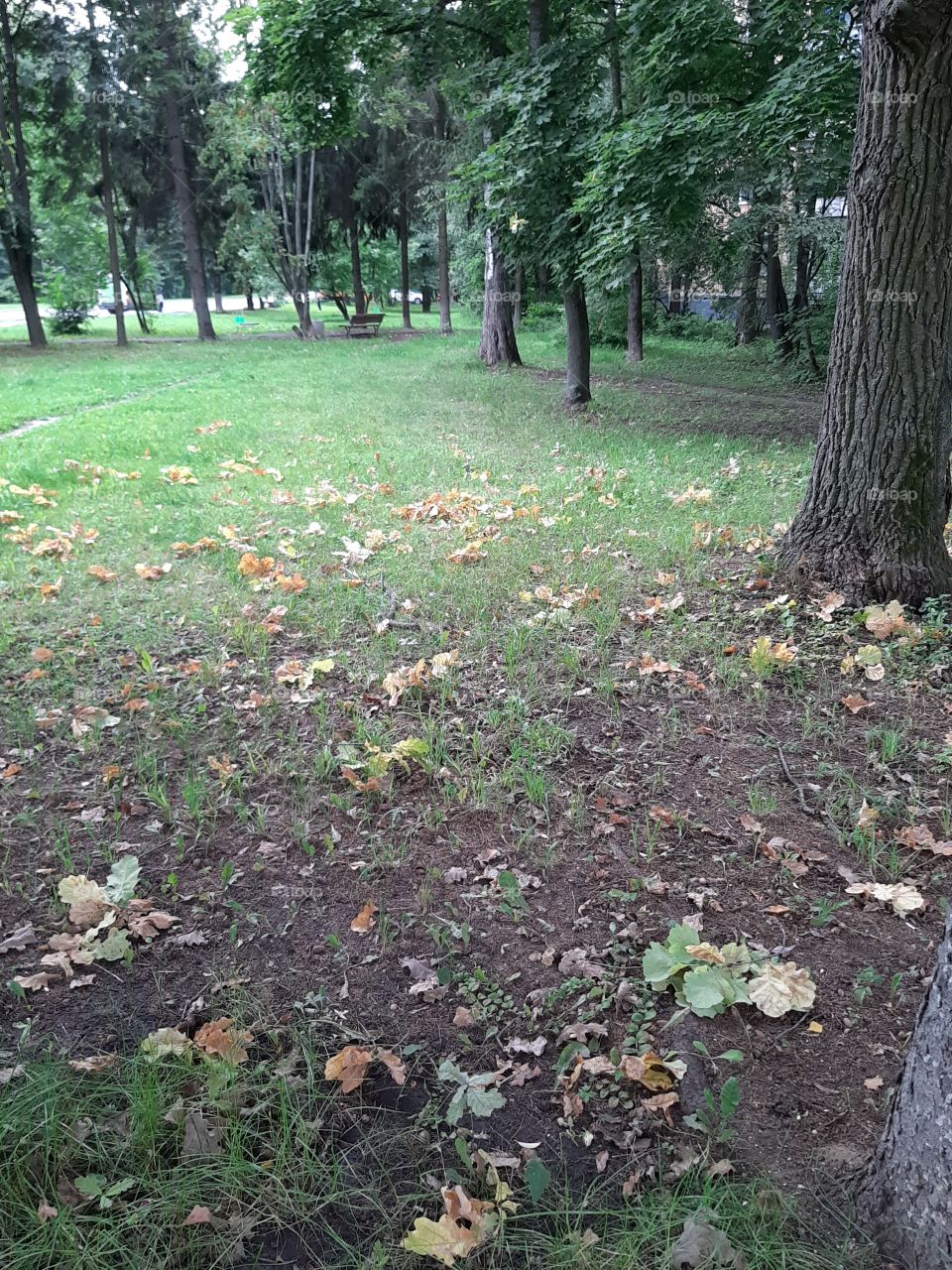 В  июле  есть   листья  жёлтые   у   дуба!