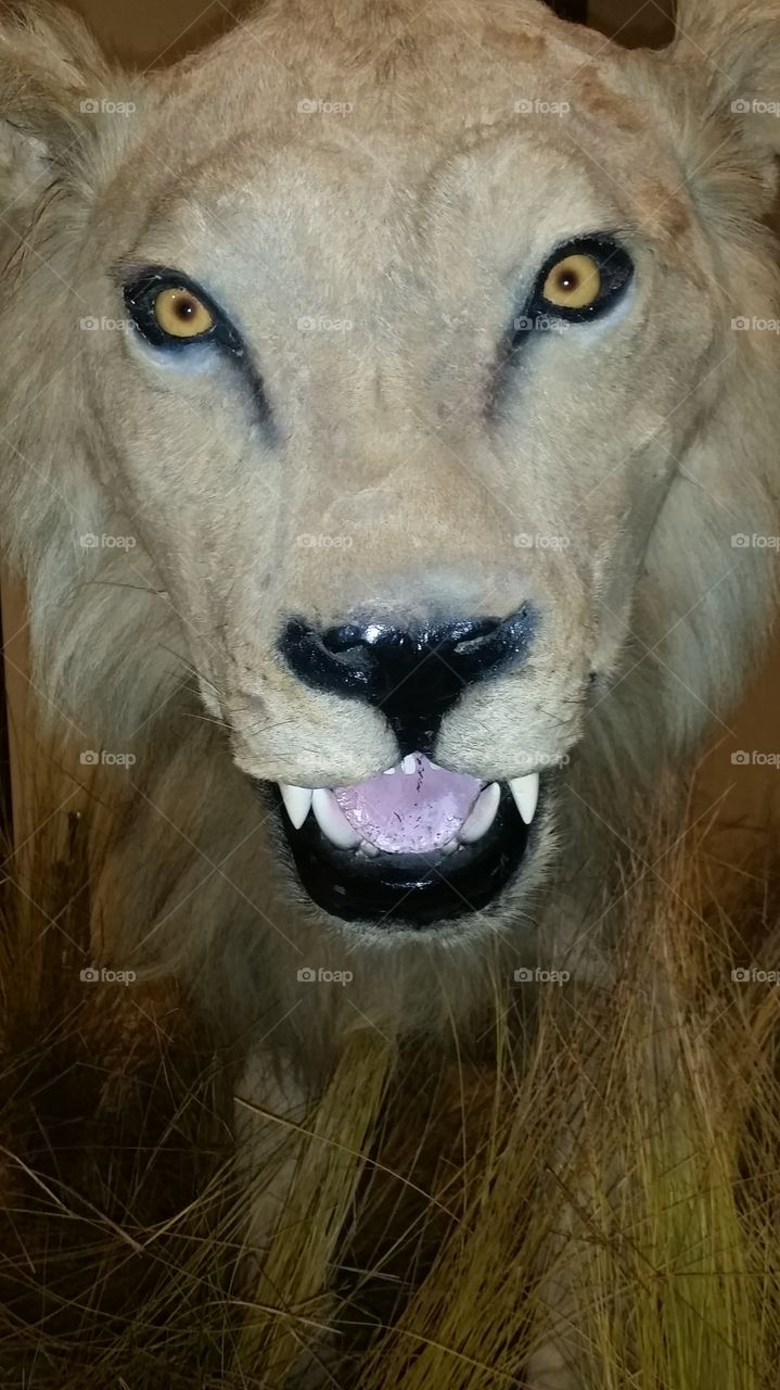 Lion The king  MUSEU!