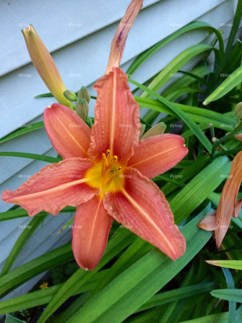 Lilies in the garden.