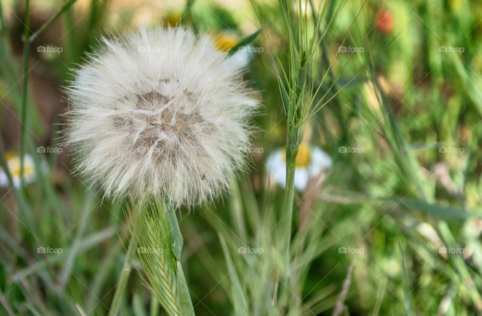 Dandelion in the field