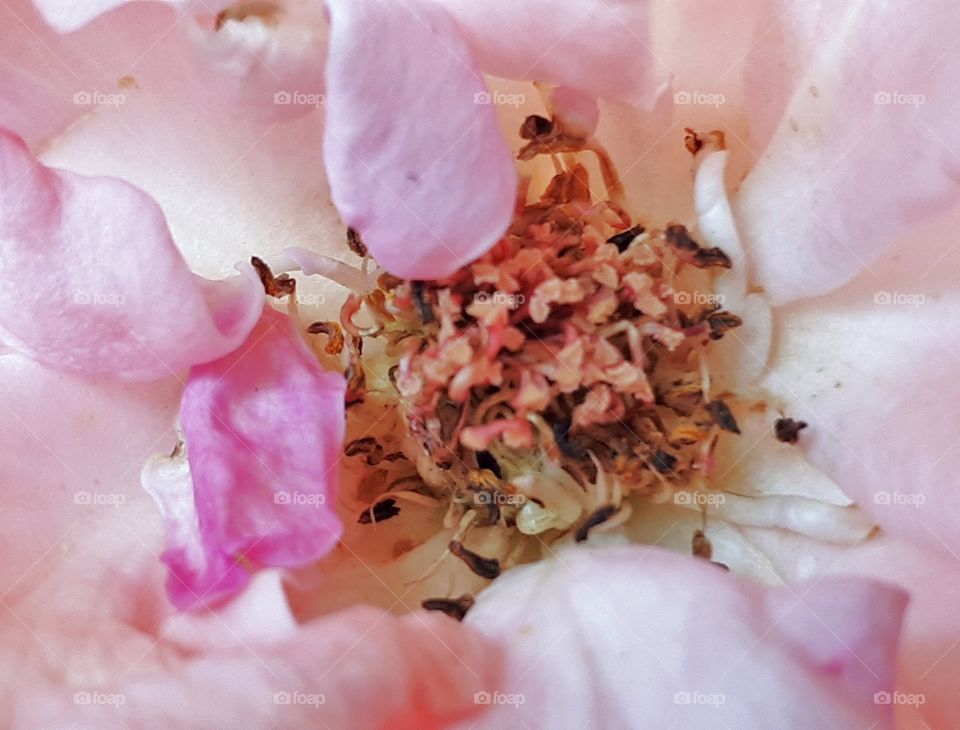 Close up of rose pollen