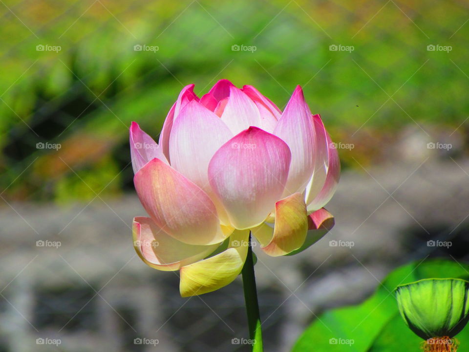 lotus flower