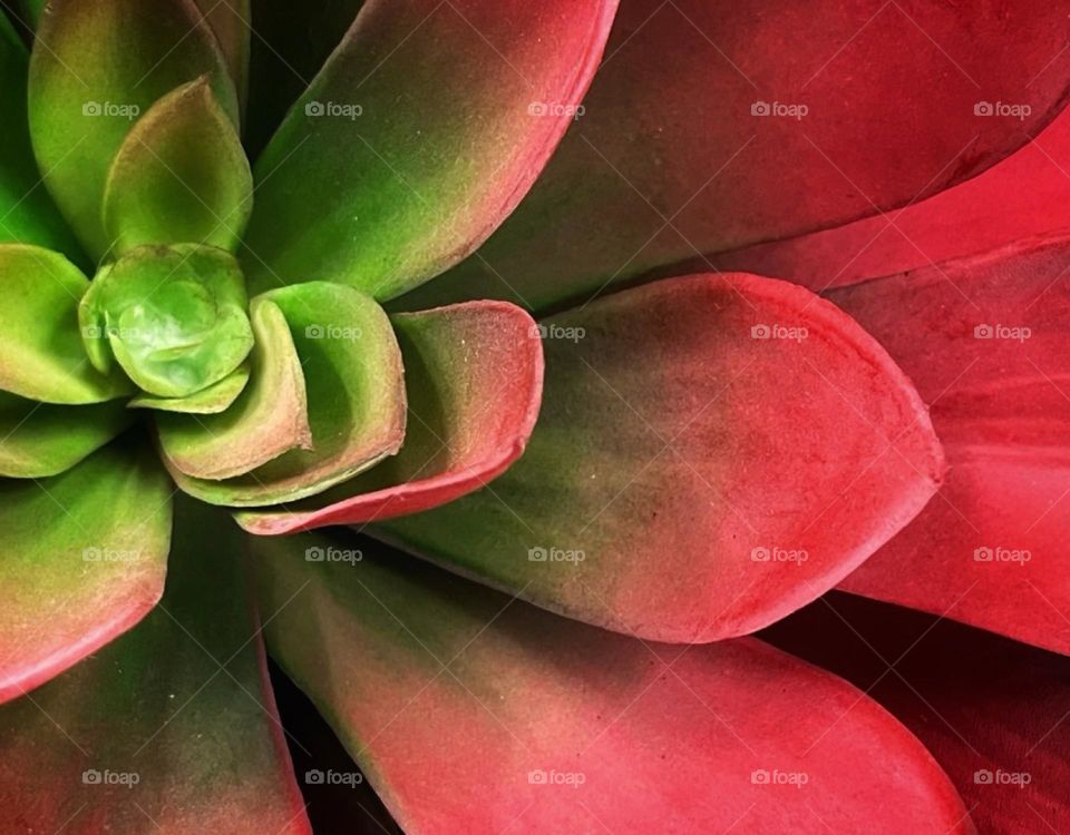 Red and green succulent plant