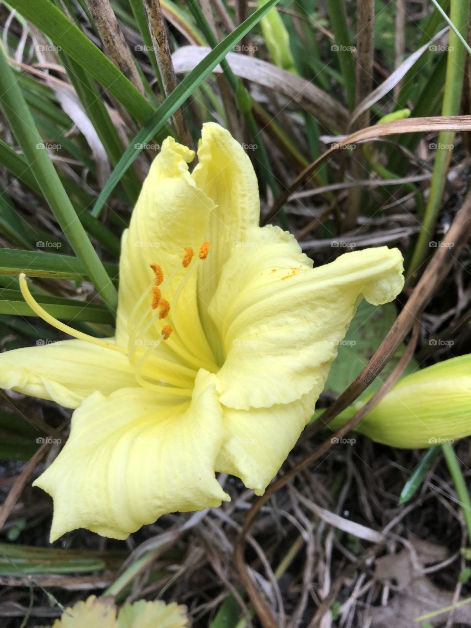 Yellow lily
