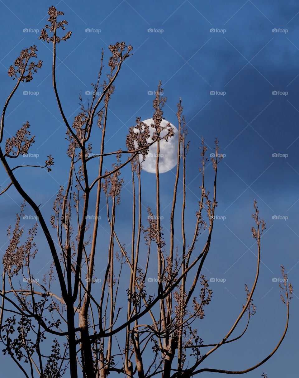 Moonlight circle shape