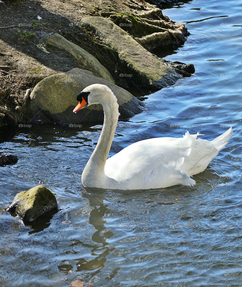 Swimming by the shore