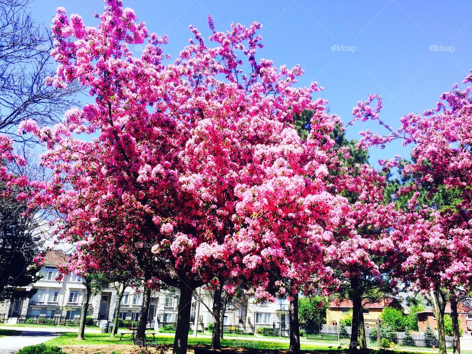 Tree 🌲 flores 💐 
