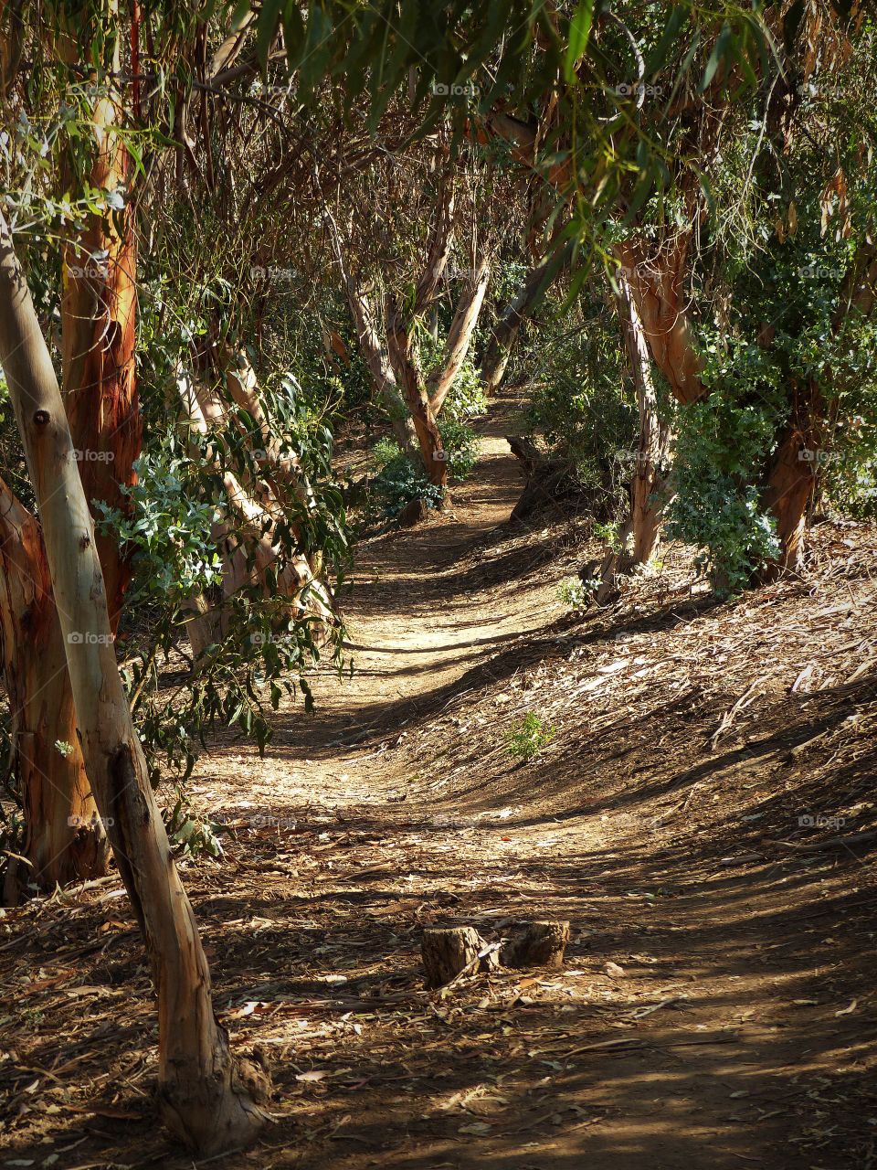Hiking path through grove of trees 