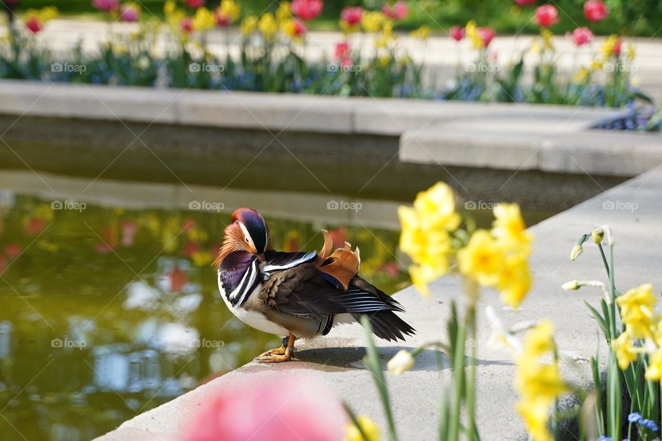 Mandarin duck in the garden by the pond