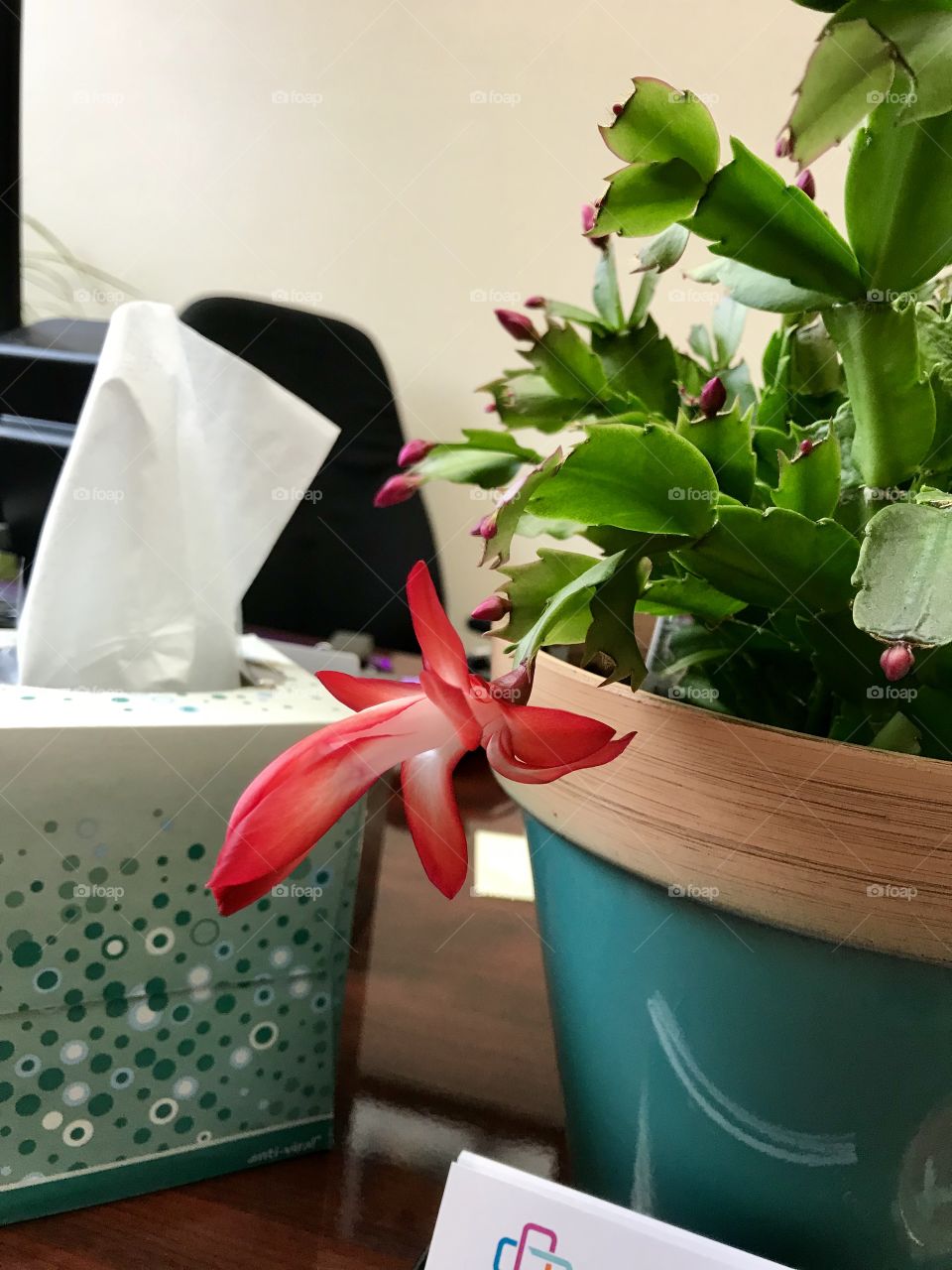 Blooming Christmas cactus plant next to Kleenex box in Office 