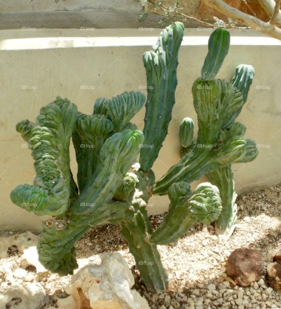 cactus and succulents