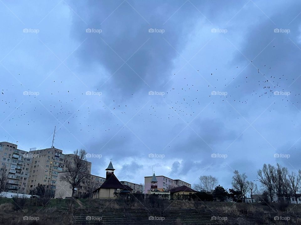 Birds and clouds on the sky