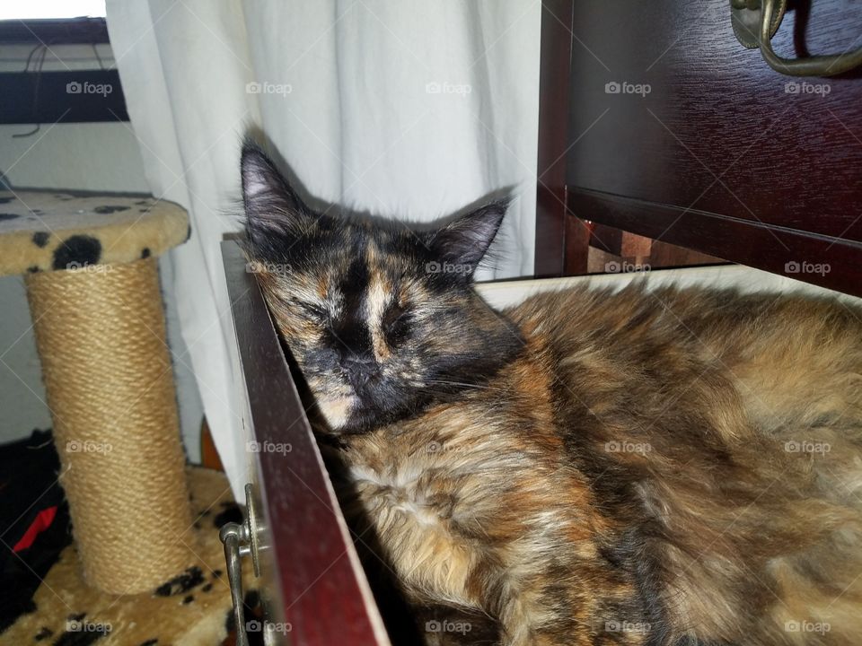 chubby kitty mood rn 🤗