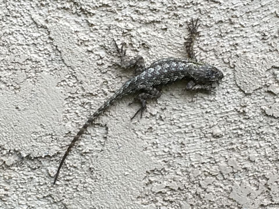 Lizard 