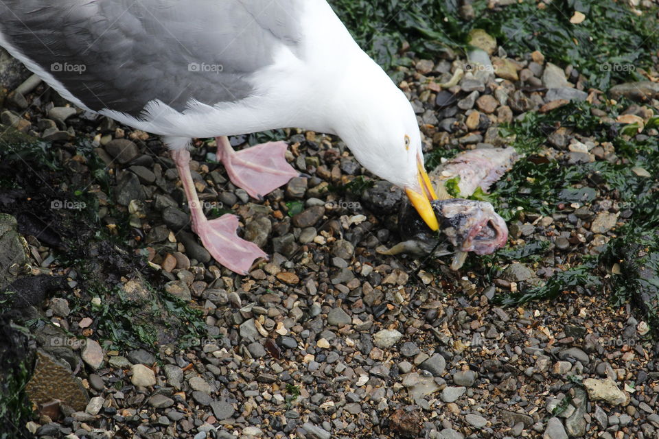 seagull eating a fish