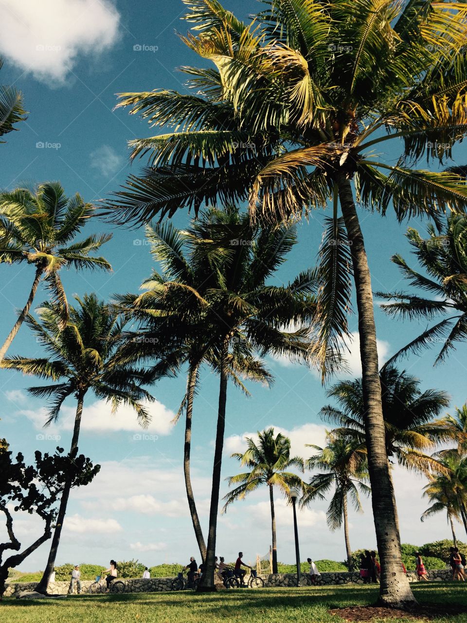 Palm trees of Ocean Drive
