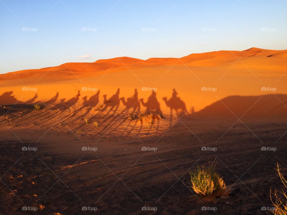 Camel Trek
