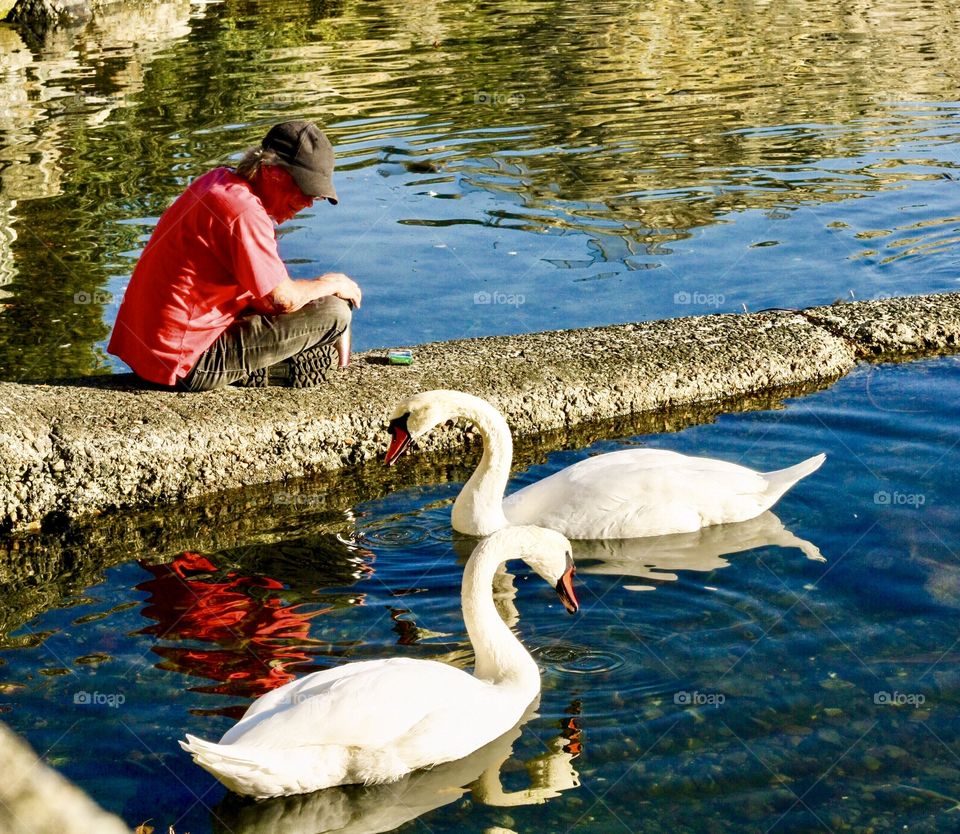 Swan whisperer - man visits the wild swans at ocean cove