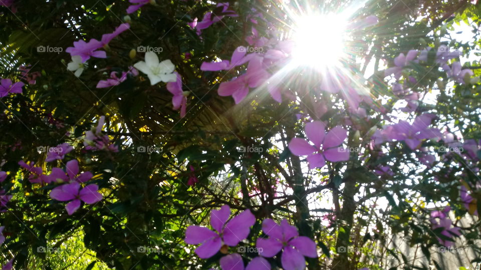 silamazis, q’vavilebi, JACATIRÃO - FLORIDO, TREES, LANDSCAPE, buneba, SUN SHINE, mzis skhivebi, garemo, buneba, baghi, supta haeri, dasveneba.