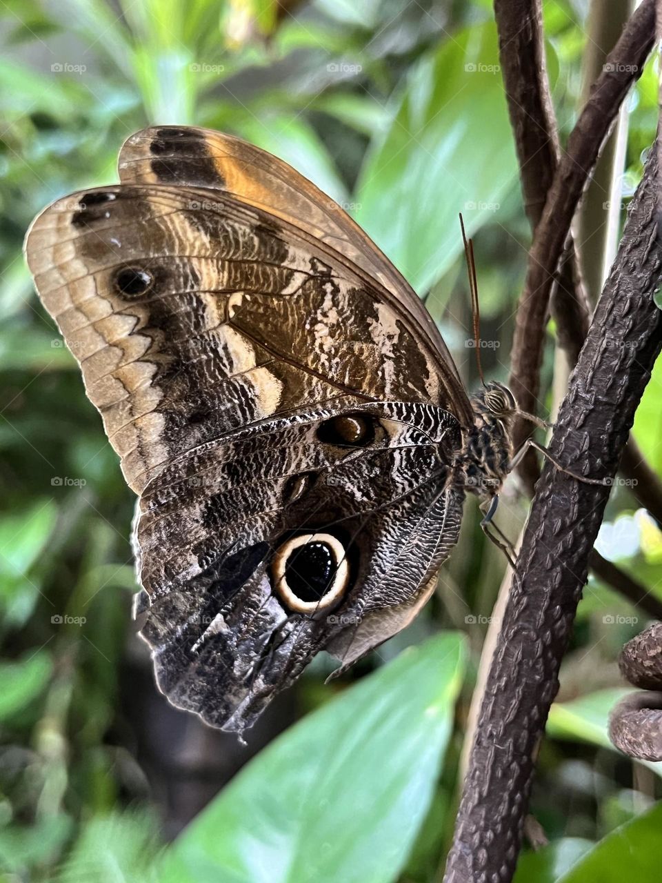 Camouflage Butterfly 