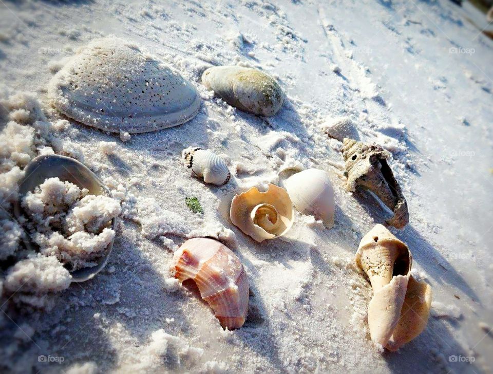 Seashells 🐚