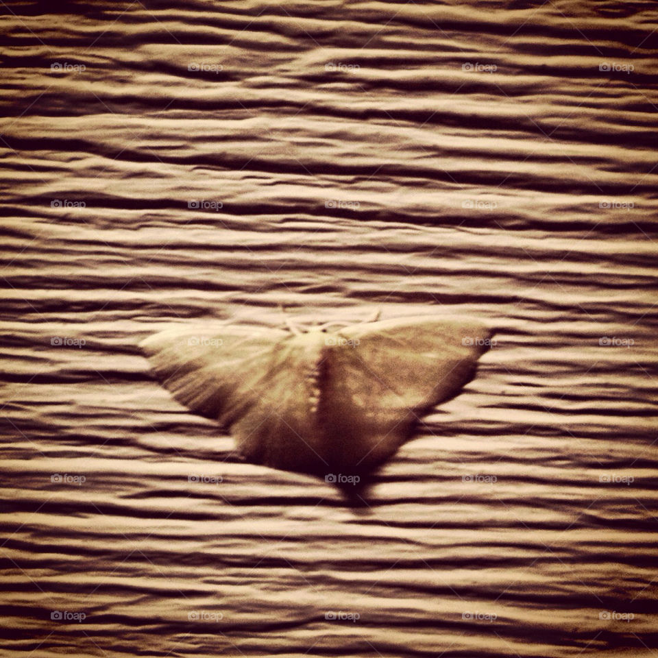 Camouflaging moth.