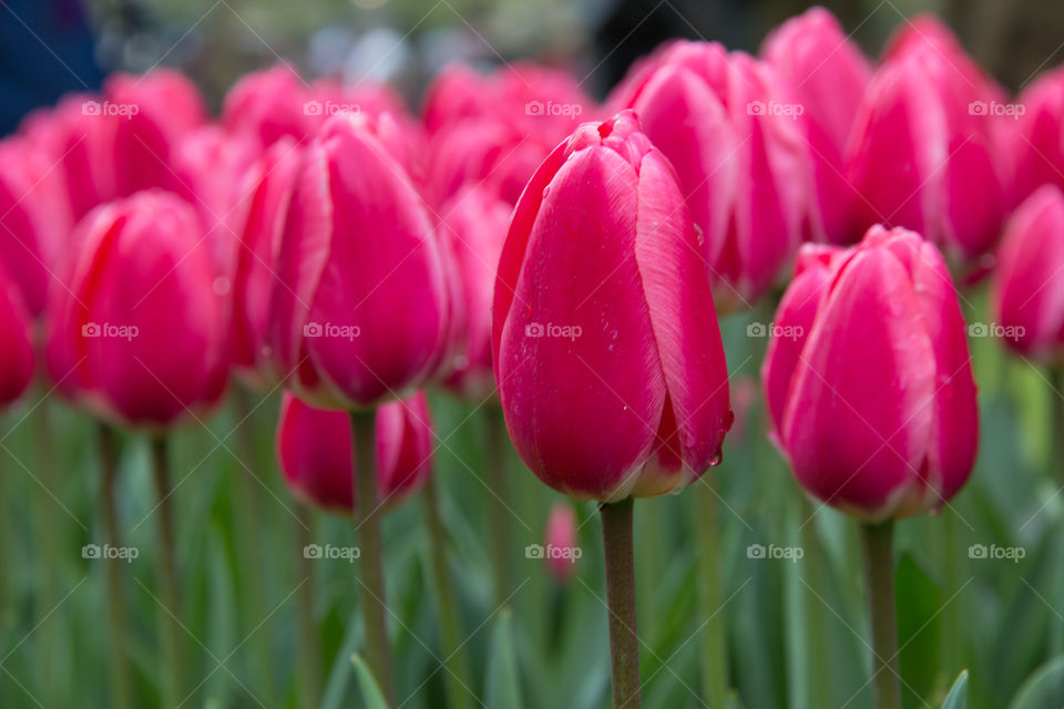 Tulips and water droplets 