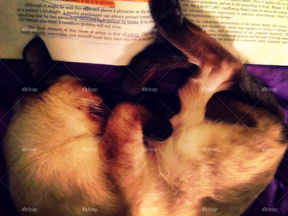 Sleeping on the job. My Siamese kitten, Lady, napping on my textbook.
