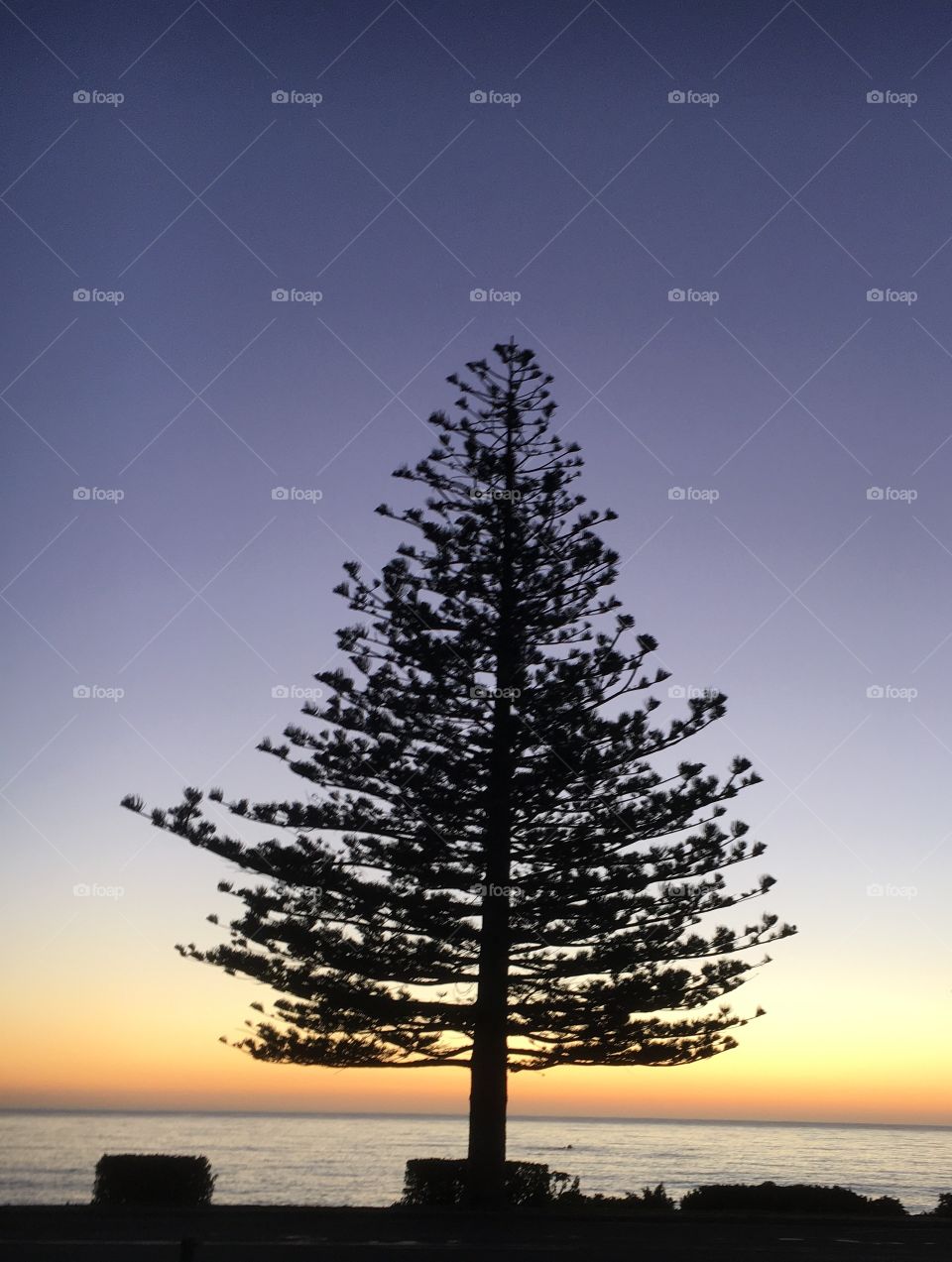 Tree on the beach New Zealand 